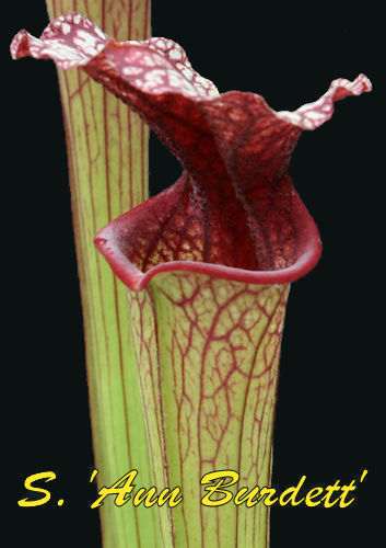 Sarracenia Ann Burdett