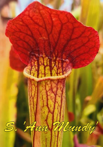 Sarracenia 'Ann Mundy'