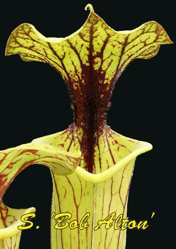 Sarracenia Bob Alton
