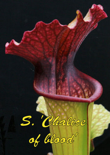 Sarracenia Chalice of blood