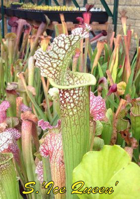 Sarracenia Ice Queen