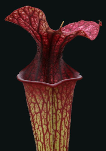 S. leucophylla - Russel Road, Alabama x flava mix