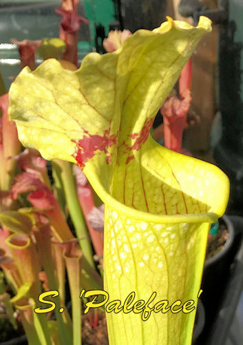 Sarracenia Paleface