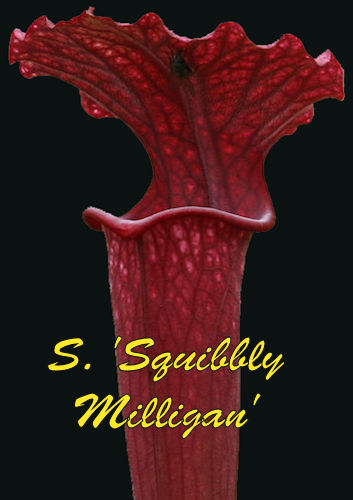 Sarracenia Squibbly Milligan