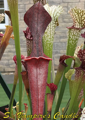 Sarracenia Vampire's Candle