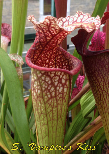 Sarracenia Vampire's Kiss