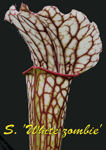 Sarracenia White zombie