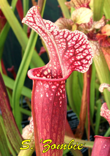 Sarracenia Zombie