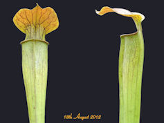 S. alata - Stocky, copper lid 