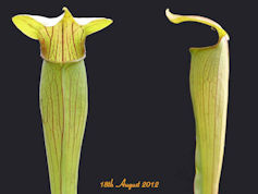 S. alata - Bulbous, stocky - D