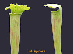 S. alata - Pubescent, ex Hall 