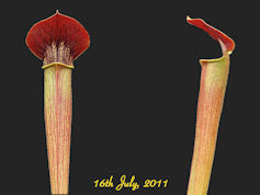 S. alata - Red lid, red tube -