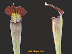 S. alata - Pubescent Red Throa