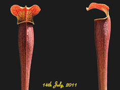 S. alata - Red Tube - De Soto,