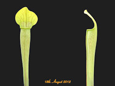 S. alata - Pubescent form - Ge