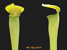 S. alata - Double flower