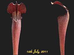 S. alata - Black Tube - De Sot