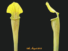 S. alata - Hilltop lakes, Texa