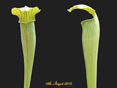 S. alata - Purple Tube - De So