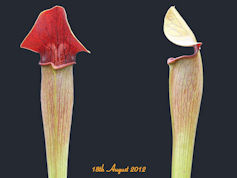 S. alata - Black tube, very ta