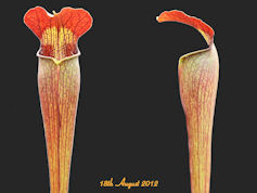 S. alata - Atropurpurea - Very