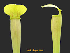 S. alata - Long lidded form