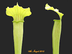 S. alata - Wavy lidded form - 