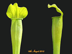 S. alata - Areolata Texas form