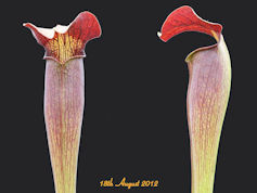 S. alata - Olive Tube, maroon 