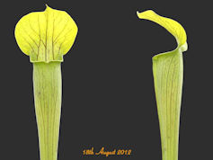 S. alata - Red/heavy vein - Wh