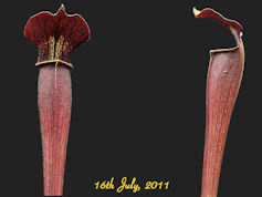 S. alata - Red Tube - De Soto,