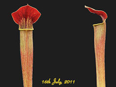 S. alata - Deep Maroon Throat 