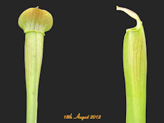 S. alata - Pubescent form - De