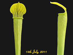 S. alata - Angelina County, Te