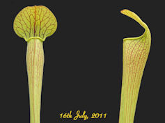 S. alata - Heavy veined, long 