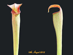 S. alata - Bulbous, turning re