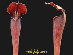 S. alata - Black tube, Pubesce