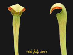 S. alata - Copper lid - ipSA39