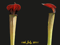 S. alata - Red throat - Perry 