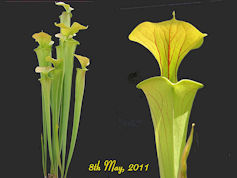 S. flava var. cuprea - 2nd Sit