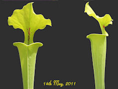 S. flava var. rugelii - Clone 