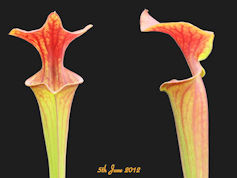 S. flava var. atropurpurea - M
