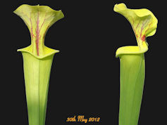 S. flava var. flava - Giant - 