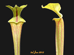 S. flava var. rubricorpora - V