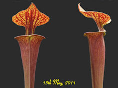 S. flava var. ornata - Very he