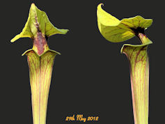 S. flava var. ornata - Very he