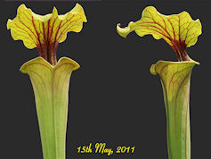 S. flava var. rubricorpora - P