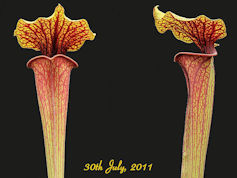 S. flava var. rubricorpora - W