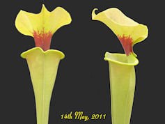 S. flava var. rugelii - copper