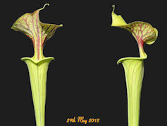 S. flava var. ornata - Dipping